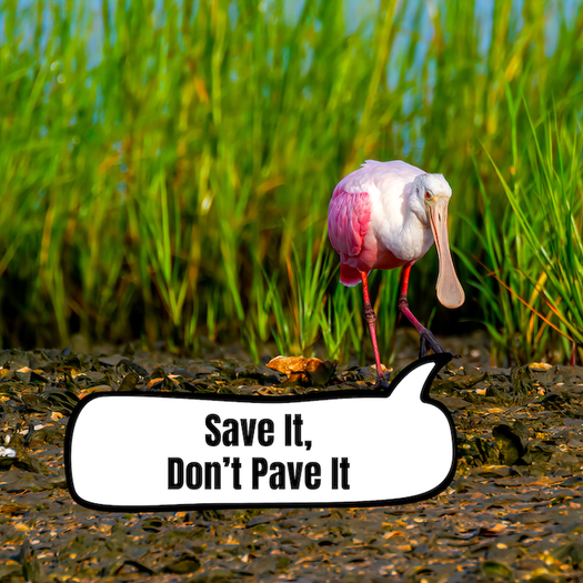 image of St. Johns County Land Conservation Funding